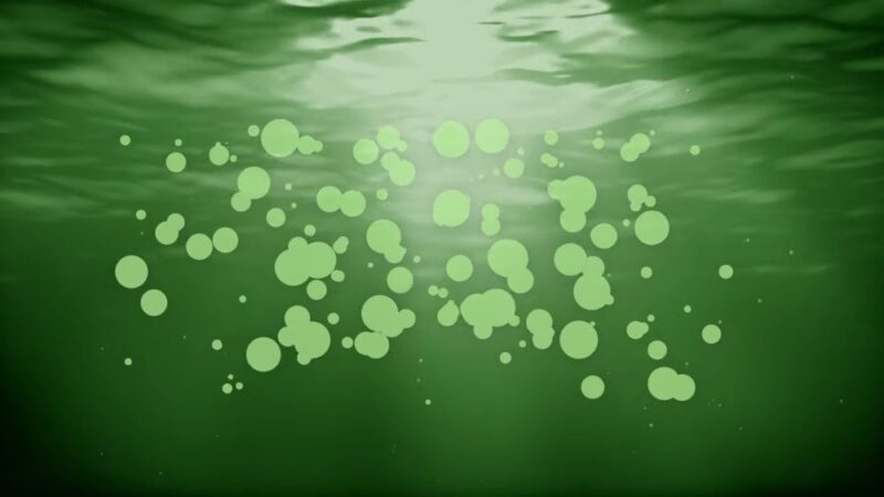 Microscopic algae suspended in green pond water