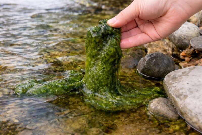 Hand lifting thick green algae from shallow pond water