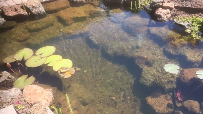 Clear garden pond water with plants showing good circulation