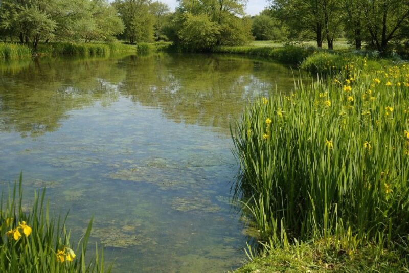 Pond with early algae growth near shoreline vegetation