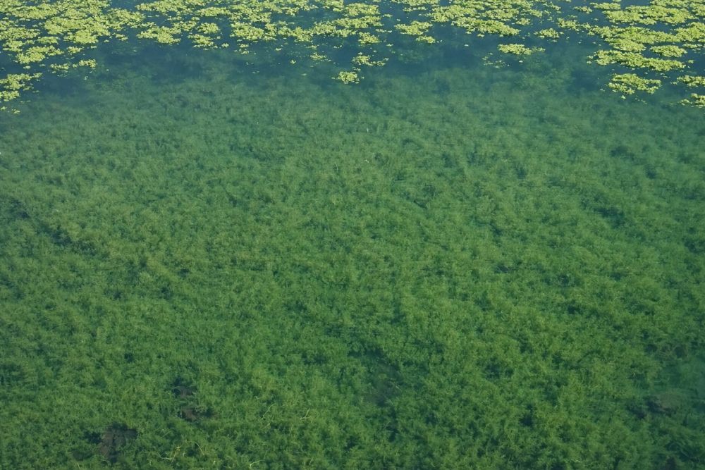 Pond water covered with dense green algae and floating plant matter